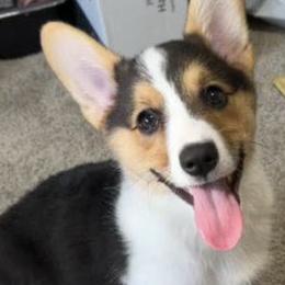 Cardigan Welsh Corgis and Pembroke Welsh Corgis from Valentine Ranch