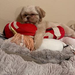 Maverick - Shih Tzu
