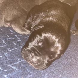 Boy 6 - Black brindle male Cane Corso puppy in Douglasville, Georgia from Palazzo Cane Corso