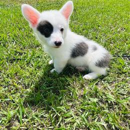 Zeus - Gray and white male American Corgi puppy in Cocoa, Florida from Cascadian Space Coast Corgis LLC