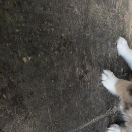 Boy 2 - Miniature Australian Shepherd puppy in Paris, Texas from Kuttin’ Up Mini Aussies