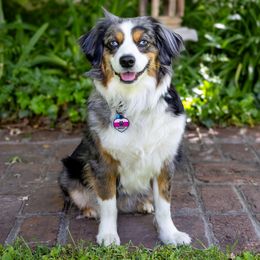 Bailey - Miniature American Shepherd