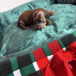 Toby - Brindle male Dachshund puppy in Lake City, Florida from My Ditzy Doxies of Florida