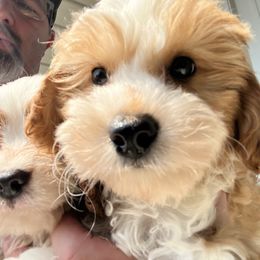 Jim - Blenheim male Cavapoo puppy in Osseo, Michigan from Smiths Fluffy butts