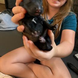 3rd pick Female - Fawn sable female Belgian Malinois puppy in Boise, Idaho from Wings of Freedom Retrievers and Malinois
