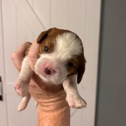 Sherry - Blenheim female Cavalier King Charles Spaniel puppy in Lambertville, Michigan from Dream Dog LLC