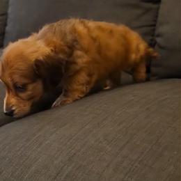 Lola - Red female Dachshund puppy in Visalia, California from DachGraston Dachshunds