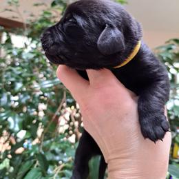 Labrador Retriever Puppies from Inna's Labrador Retrievers
