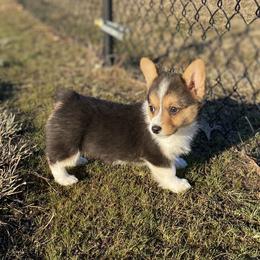 American Corgi and Pembroke Welsh Corgi Puppies from Tori’s Sassy Corgis