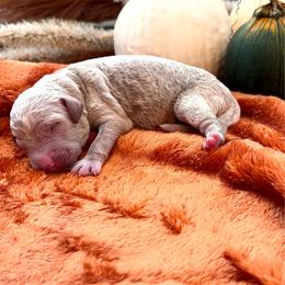 Cinnamon - Cream male Goldendoodle puppy in Easley, South Carolina from Our Darling Doodles