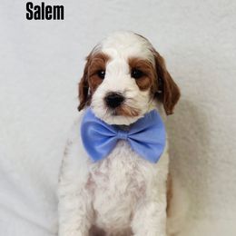 Salem - Parti male Goldendoodle puppy in Williamson, New York from Lakeside Doodles