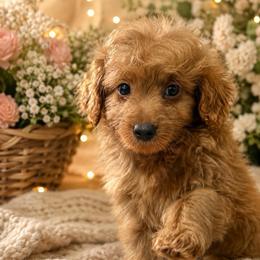 Boy 3 - Red  male Goldendoodle puppy in Haleyville, Alabama from Susan’s Prefurred Doodles