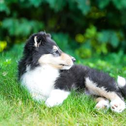 Collie Puppies from Fianna Collies