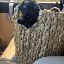 Black - Black and silver male Miniature Schnauzer puppy in Lehigh Acres, Florida from Regency Schnauzer
