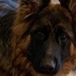 Vila - German Shepherd