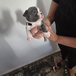 White - Blue female Boston Terrier puppy in Red Rock, Arizona from Aronow Pups