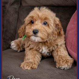 Dior - Red female Cockapoo puppy in Connersville, Indiana from Deaz Doodle Ranch