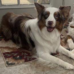 Barkley - Australian Shepherd