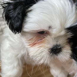 Shih Tzu Puppies from Little Lion Puppies