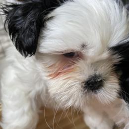Shih Tzu Puppies from Little Lion Puppies