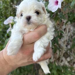 Larry - White male Maltese puppy in Temecula, California from Biewer & Maltese Puppies