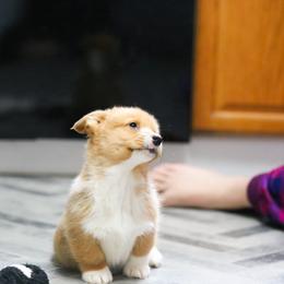 Male 2 - Red male Pembroke Welsh Corgi puppy in Hale, Michigan from All Hale Corgis