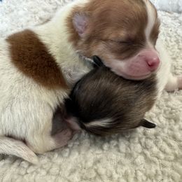 Boy 1 - Orange parti male Pomeranian puppy in Silver Springs, New York from Humehill