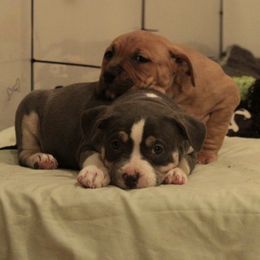 American Bully Puppies from Black Coal Bullies