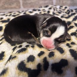 Female 3 - Black and tan female Pembroke Welsh Corgi puppy in Mcarthur, Ohio from Bentley Corgis LLC