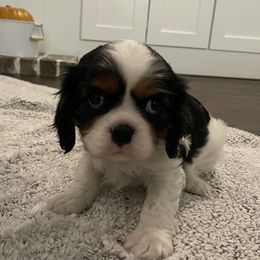 Cavalier King Charles Spaniel Puppies from Ridgefield Cavaliers