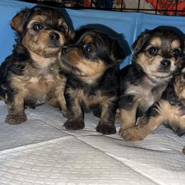 Morkie puppies from M.Y. Morkies and Yorkies