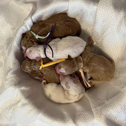 Girl 3 - female Goldendoodle puppy in Bradenton, Florida from Suncoast Goldendoodles