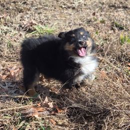 MM.BTM2 - Black tri male Miniature Australian Shepherd puppy in Deer Lodge, Tennessee from KSH Aussie Haven
