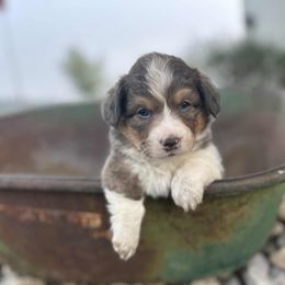 Lightning McQueen - Blue male Pembroke Welsh Corgi puppy in Washington from Castle View Royal Rumps