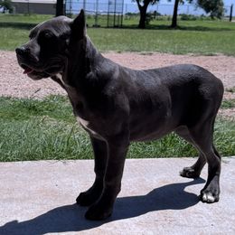 Medusa - Gray female Cane Corso puppy in Cashion, Oklahoma from APEXOK Cane Corsos LLC