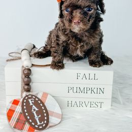 Girl 1 - Brown female Poodle puppy in Flint, Michigan from Anytime Doodles