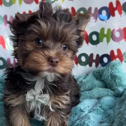 Maddox - Tan and white male Yorkshire Terrier puppy in Parkersburg, West Virginia from Chocolate Diamonds in the RUFF