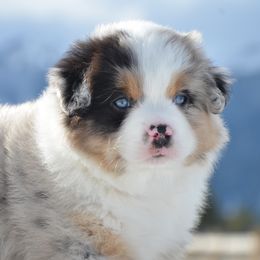Miniature American Shepherd and Miniature Australian Shepherd Puppies from Back Country Aussies