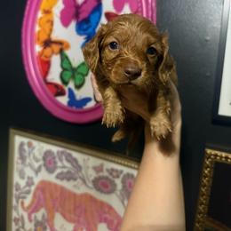 Lottie - Red female Dachshund puppy in Coatesville, Indiana from ADH Dachshunds