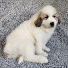Lucy - purple collar - White and badger female Great Pyrenees puppy in Monmouth, Maine from Flewelling Great Pyrenees