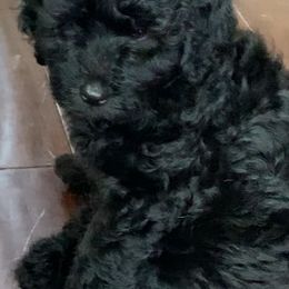 Sheepadoodle Puppies from Riley Grace Puppies