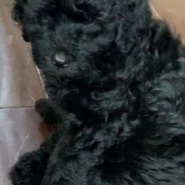 Sheepadoodle Puppies from Riley Grace Puppies
