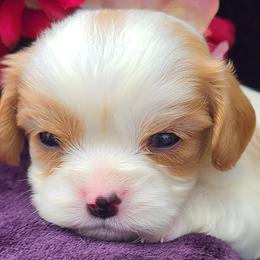 Lilly bug - Blenheim female Cavalier King Charles Spaniel puppy in Antlers, Oklahoma from Stephenson Celtic Cavaliers