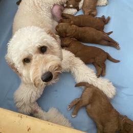 Goldendoodle Puppies from Dhalia’s Doodles