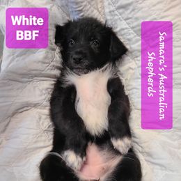 White - Black & white female Australian Shepherd puppy in Pemberville, Ohio from Samara's Australian Shepherds