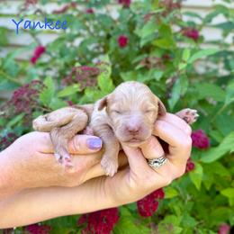 Yankee - Red male Bernedoodle puppy in Midland, Michigan from Northern Charm Farm