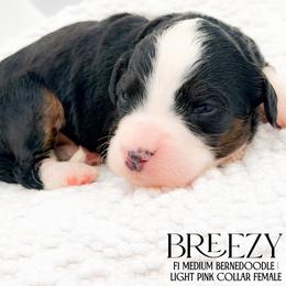Breezy - Tri-color female Bernedoodle puppy in Tipton, Indiana from Country Creek Doodles