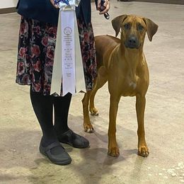 Rhodesian Ridgeback All Grown Up from Sans Peur Ridgebacks