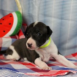 Boston Terrier and Italian Greyhound Puppies from 4Ever Boston Terriers & Italian Greyhounds