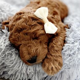 Goldendoodles from QP Doodles